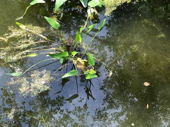 High angle view of water lily in lake