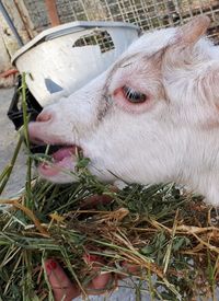 High angle view of cow