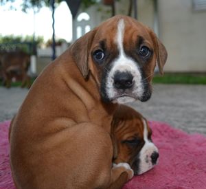 Close-up portrait of puppy