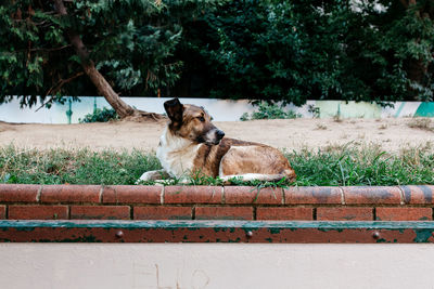 Stray dog looking away while resting on grassy field