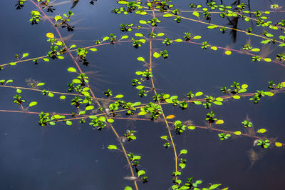 High angle view of plant floating on lake against sky