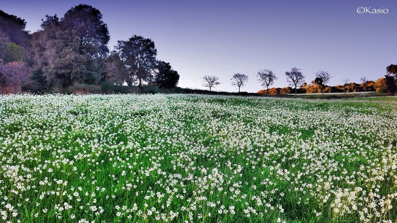 clear sky, field, growth, tranquil scene, tree, beauty in nature, landscape, tranquility, flower, nature, scenics, rural scene, copy space, plant, grass, blue, agriculture, freshness, sky, outdoors