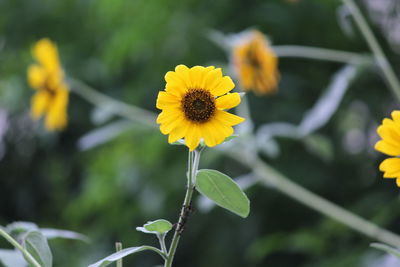 Close-up of yellow flowering plant