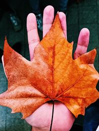 Close-up of maple leaf