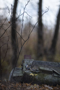 Close-up of old wooden log on field