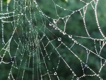 Close-up of water drops on spider web