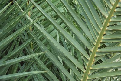 Full frame shot of palm tree