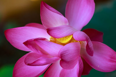 Close-up of pink orchid