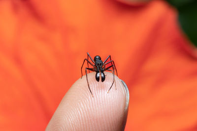 A beautiful male ant-mimicking spider sits on my finger closeup stock photo