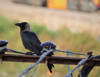 Close-up of bird perching on metal