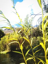 Plants by river against sky