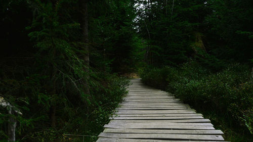 Footpath amidst trees in forest