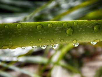 Macro shot of water drops on leaf