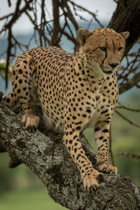 View of a cat on branch
