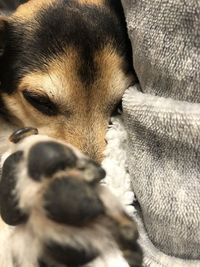 Close-up of dog sleeping