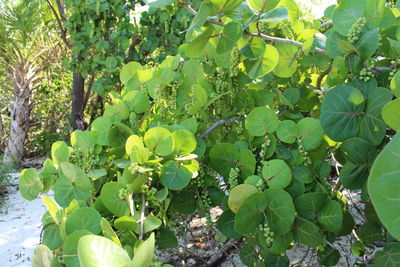 Close-up of fruits growing on tree