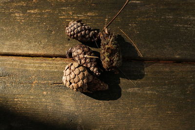 High angle view of pine cone on table