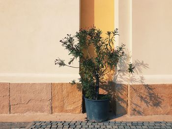 Close-up of potted plant against wall