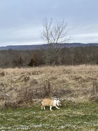 View of a horse on field