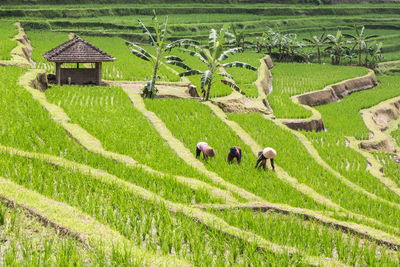 Scenic view of green farm