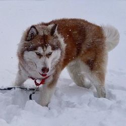 Dog in snow