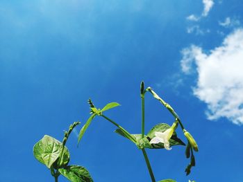 Low angle view of flowering plant against blue sky