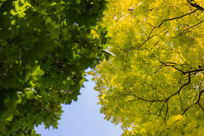 Low angle view of tree