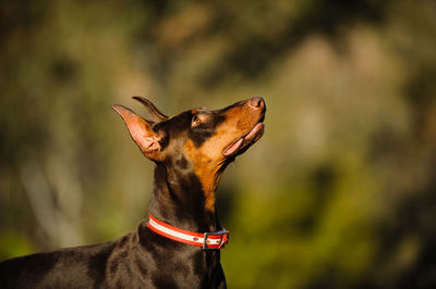 Close-up of dog sticking out tongue outdoors