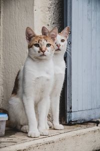 Portrait of cat sitting outdoors