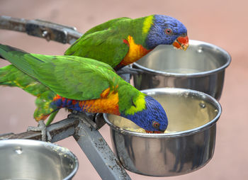 Close-up of parrot perching on a bird