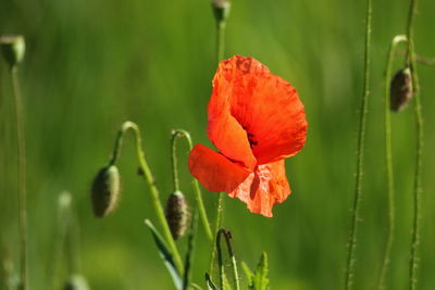 Close-up of orange poppy flower