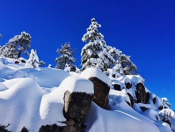 Low angle view of trees against clear blue sky