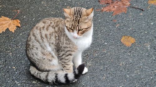 High angle view of cat lying on footpath