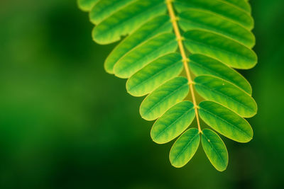 Close-up of plant