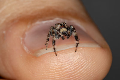 Close-up of spider on hand