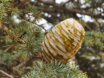 Close-up of pine cone on tree