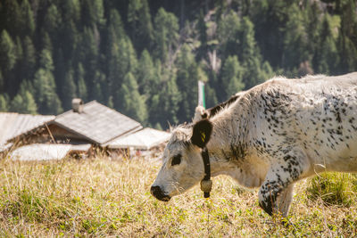 High angle view of pig on field