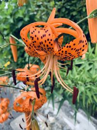 Close-up of butterfly on orange flower