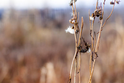 Close-up of dry plant on field