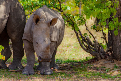 A small rhino looking for food zimbabwe