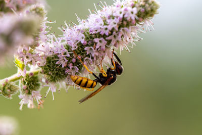 Close-up of bee pollinating on purple flower