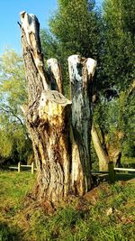 Trees on field