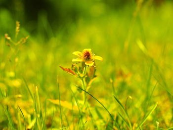 Close-up of honey bee on field