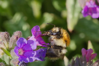 Close-up of bee pollinating on pink flower