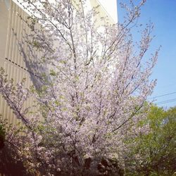 Low angle view of flowers on tree