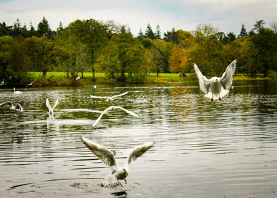 Swan flying over lake against sky