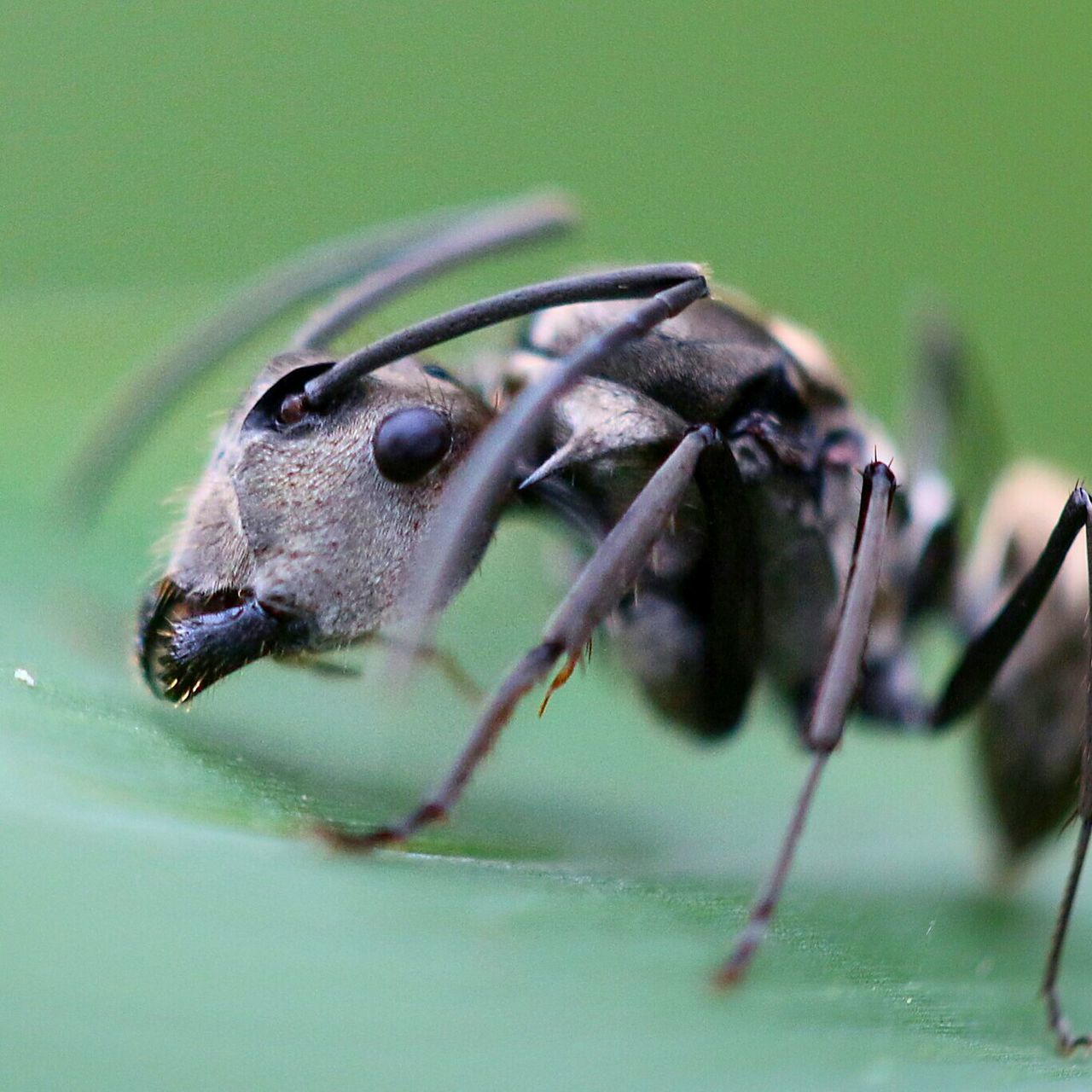 animal themes, one animal, close-up, insect, focus on foreground, animals in the wild, wildlife, selective focus, extreme close-up, no people, nature, day, macro, spider, indoors, animal body part, zoology, detail