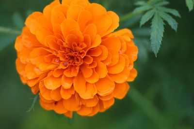 Close-up of orange marigold flower