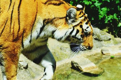 Close-up of tiger on rock at zoo