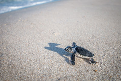 Sea turtle hatchling at beach